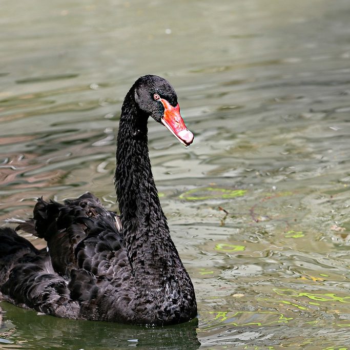 Schwarzer Schwan