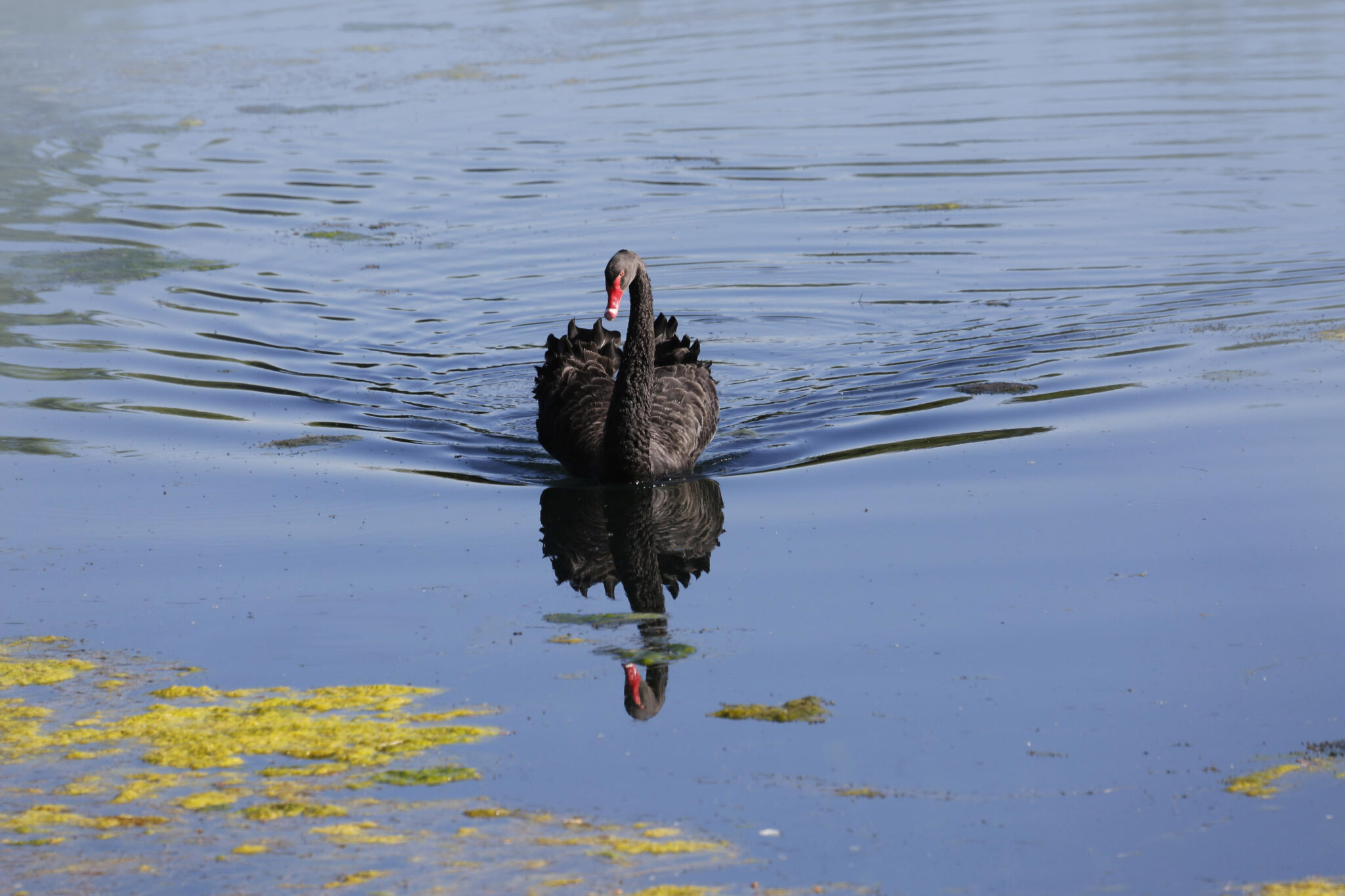 Schwarzer Schwan